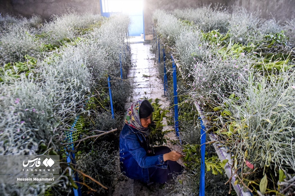 تولید «پیله ابریشم» در خراسان‌شمالی