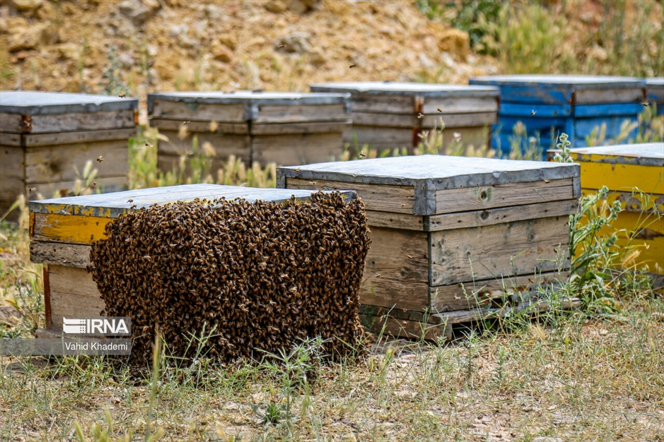 پرورش زنبور عسل