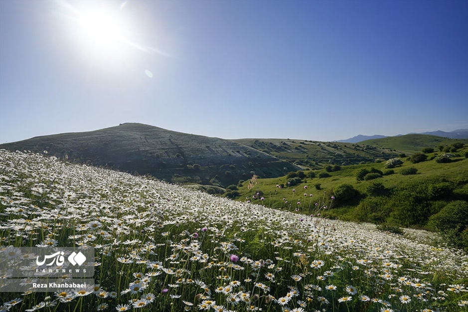 جنگل فندقلو؛ سرزمین گل‌های بابونه