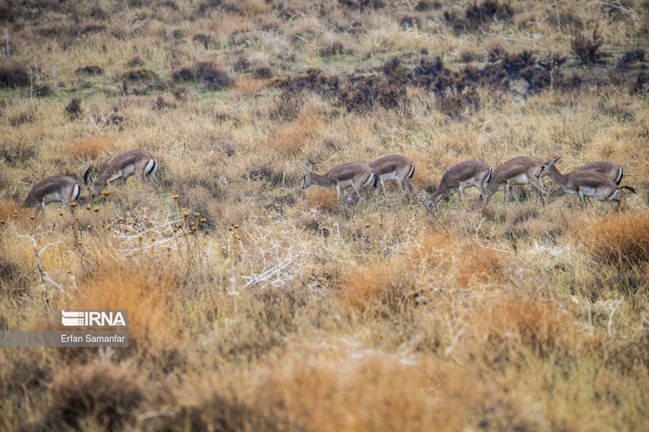 آهوی گواتردار ایرانی