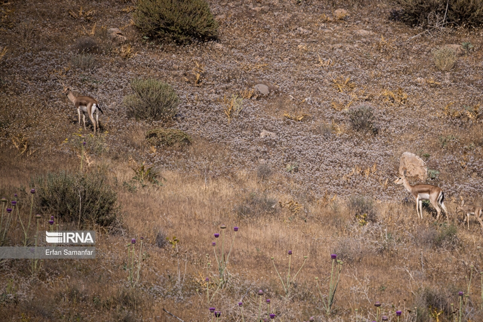 آهوی گواتردار ایرانی