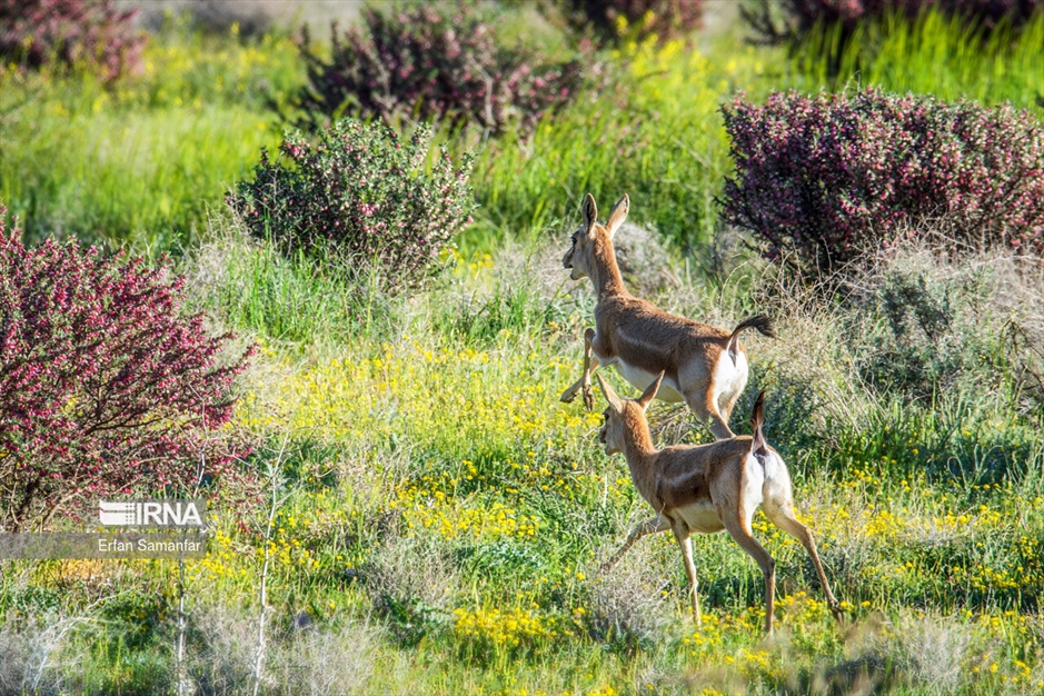 آهوی گواتردار ایرانی