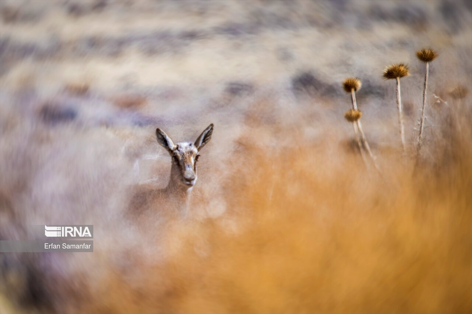 آهوی گواتردار ایرانی