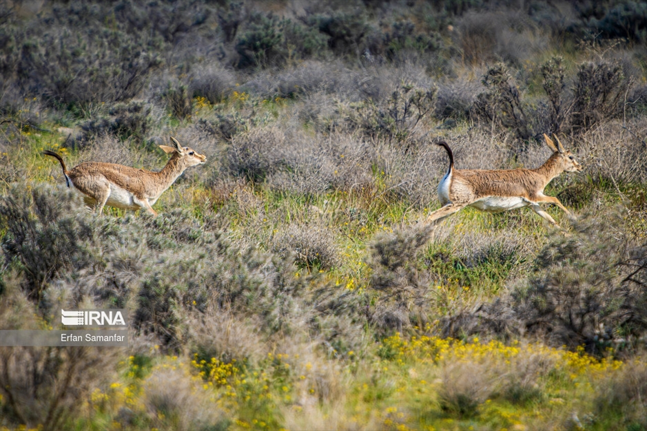 آهوی گواتردار ایرانی