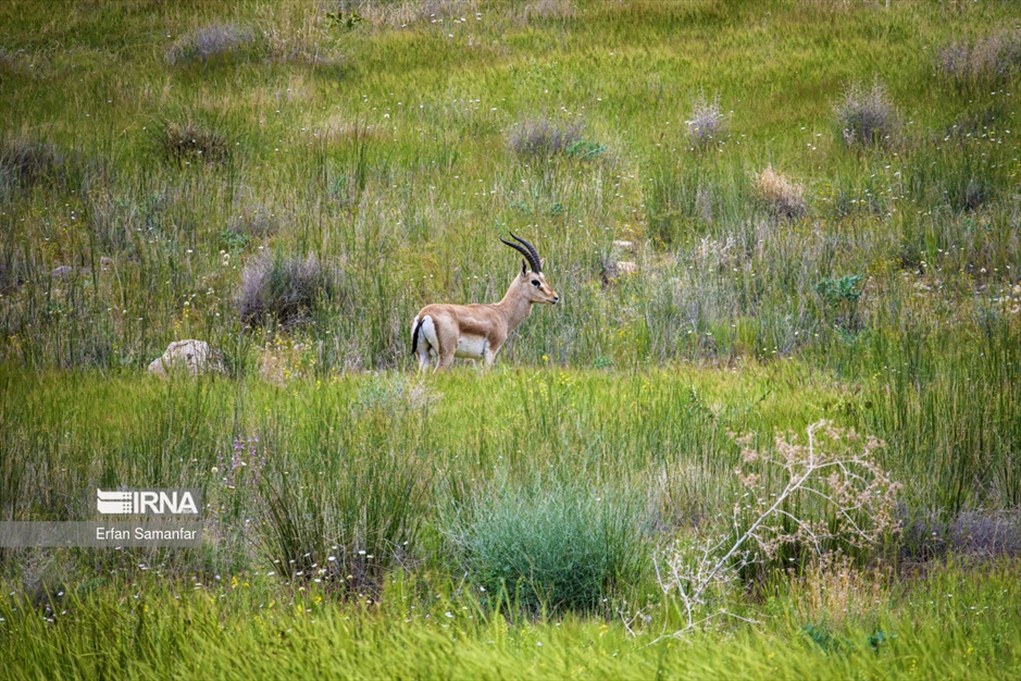 آهوی گواتردار ایرانی
