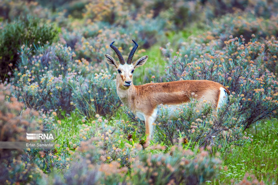 آهوی گواتردار ایرانی