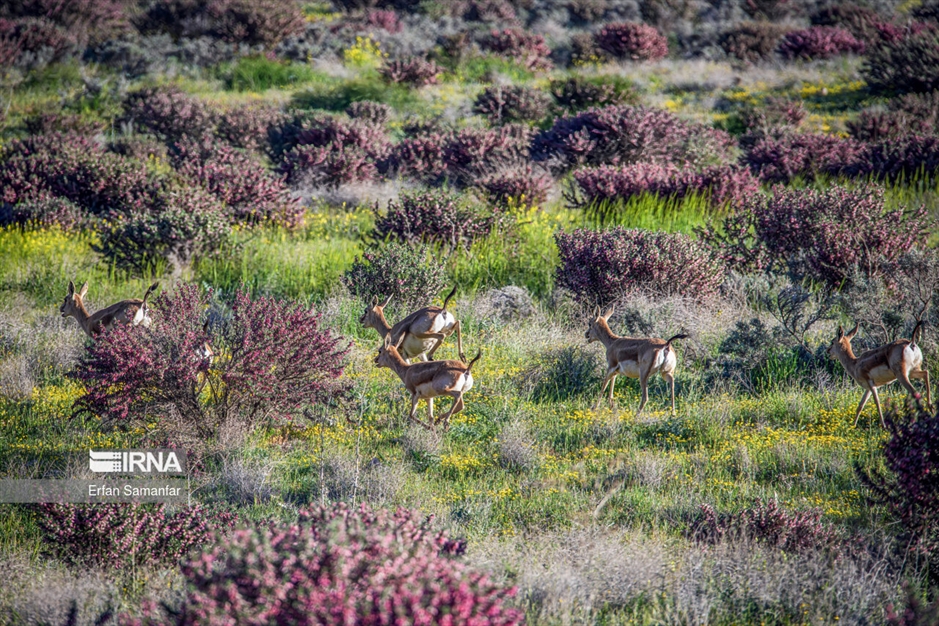 آهوی گواتردار ایرانی