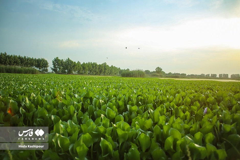 تالاب سنبل آبی آغوزبن بابل