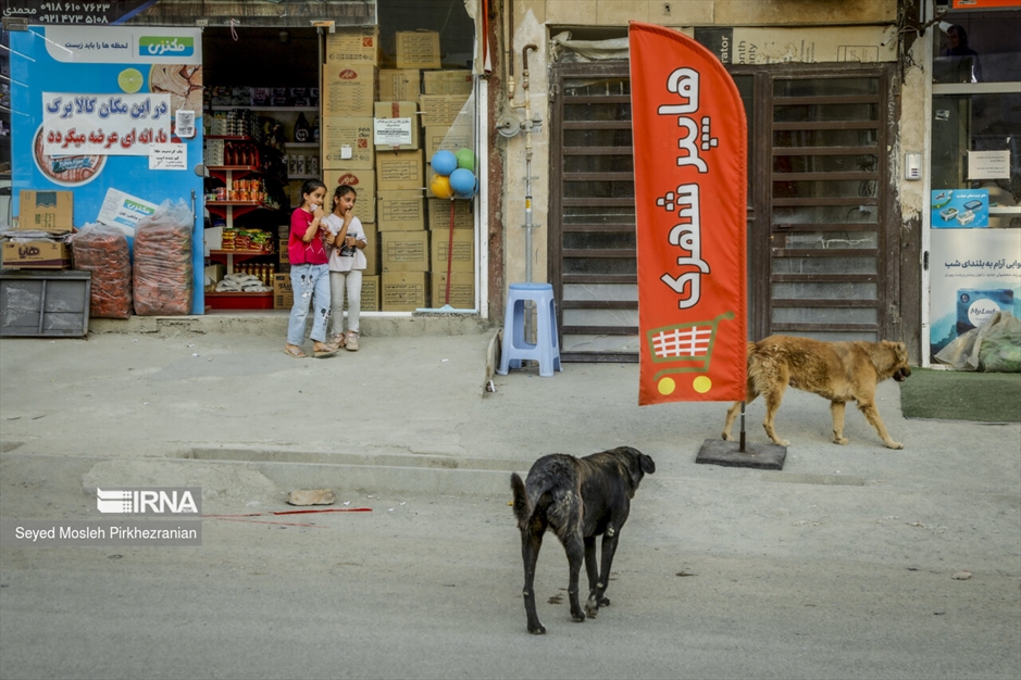 جولان سگ های ولگرد در معابر سنندج