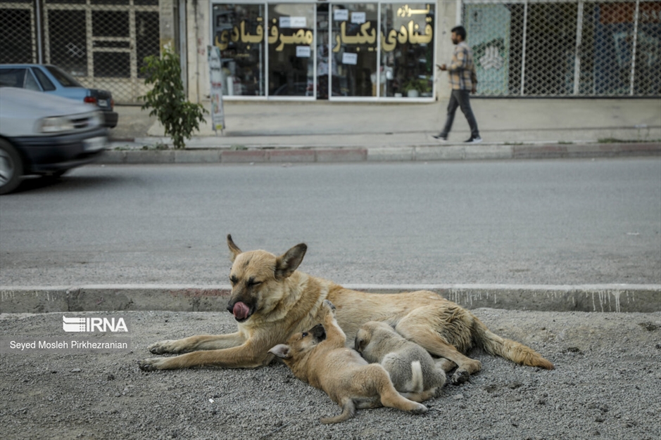 جولان سگ های ولگرد در معابر سنندج