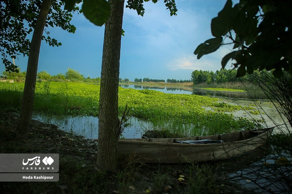 تالاب سنبل آبی آغوزبن بابل
