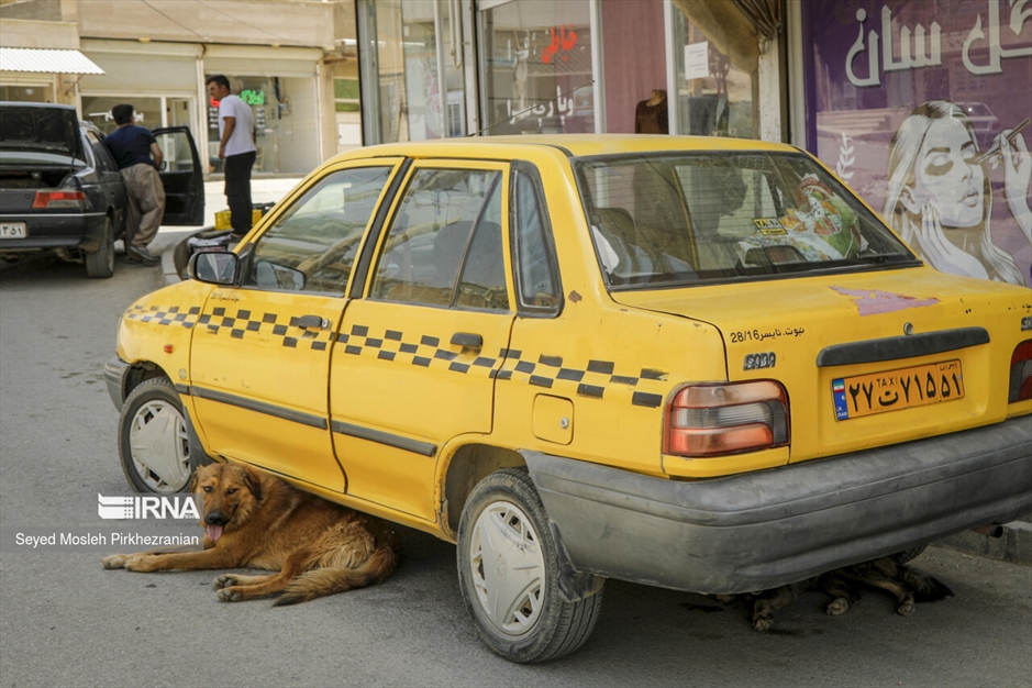 جولان سگ های ولگرد در معابر سنندج
