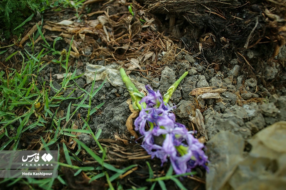 تالاب سنبل آبی آغوزبن بابل