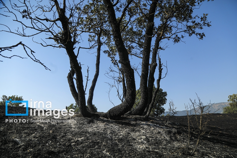 خسارات آتش‌سوزی در جنگل‌های بلوط قامیشله مریوان