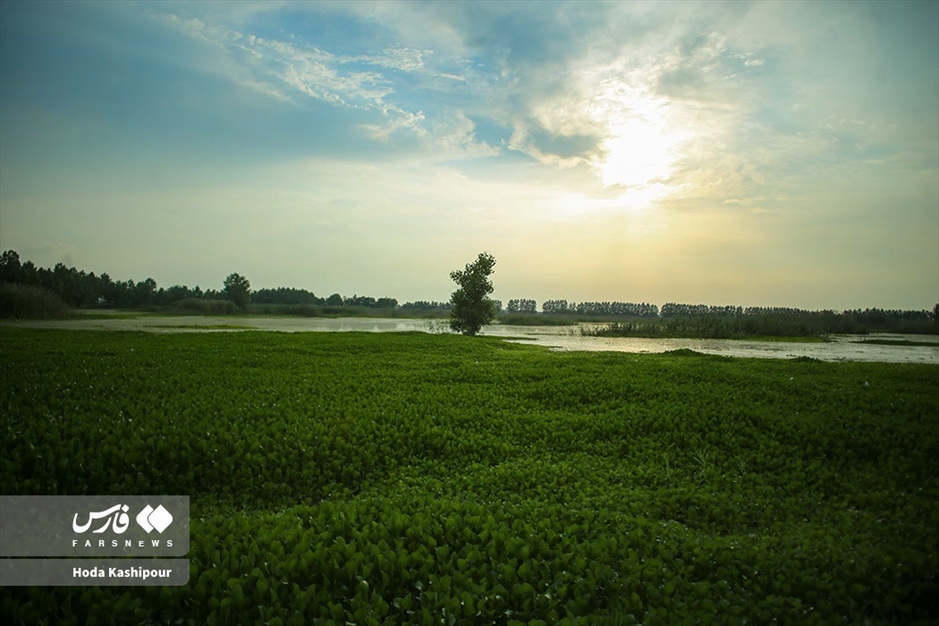 تالاب سنبل آبی آغوزبن بابل