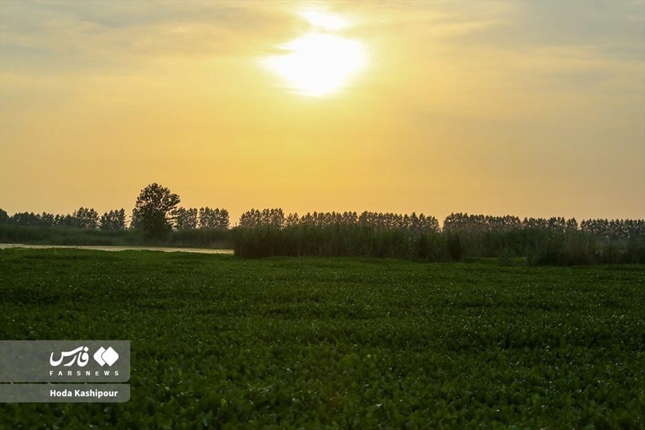 تالاب سنبل آبی آغوزبن بابل