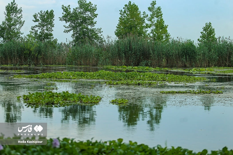 تالاب سنبل آبی آغوزبن بابل
