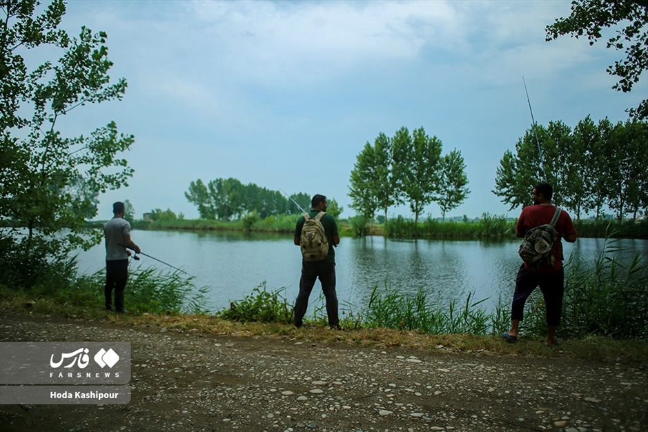 تالاب سنبل آبی آغوزبن بابل