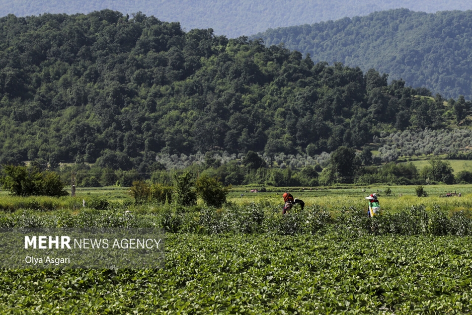 رامیان؛ قطب توت فرنگی گلستان