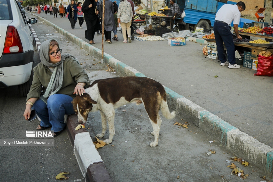 جولان سگ های ولگرد در معابر سنندج