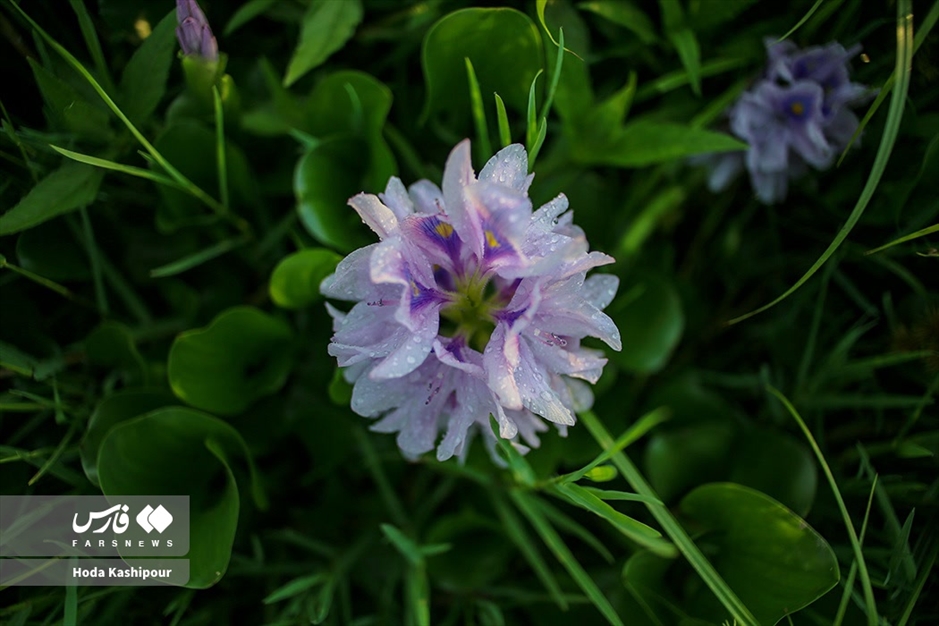 تالاب سنبل آبی آغوزبن بابل