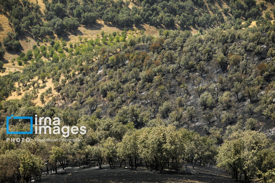 خسارات آتش‌سوزی در جنگل‌های بلوط قامیشله مریوان