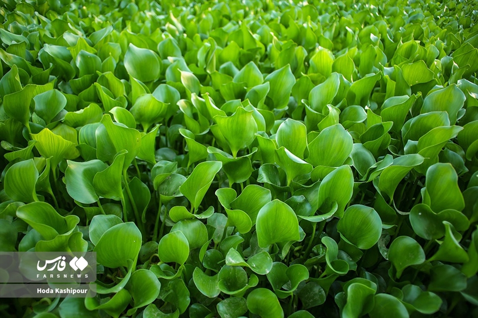 تالاب سنبل آبی آغوزبن بابل