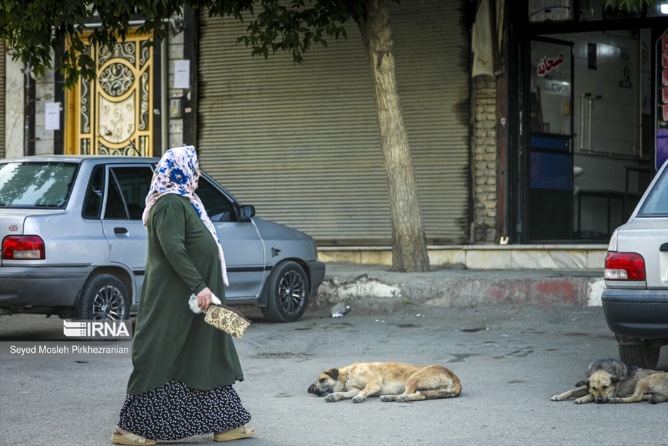 جولان سگ های ولگرد در معابر سنندج