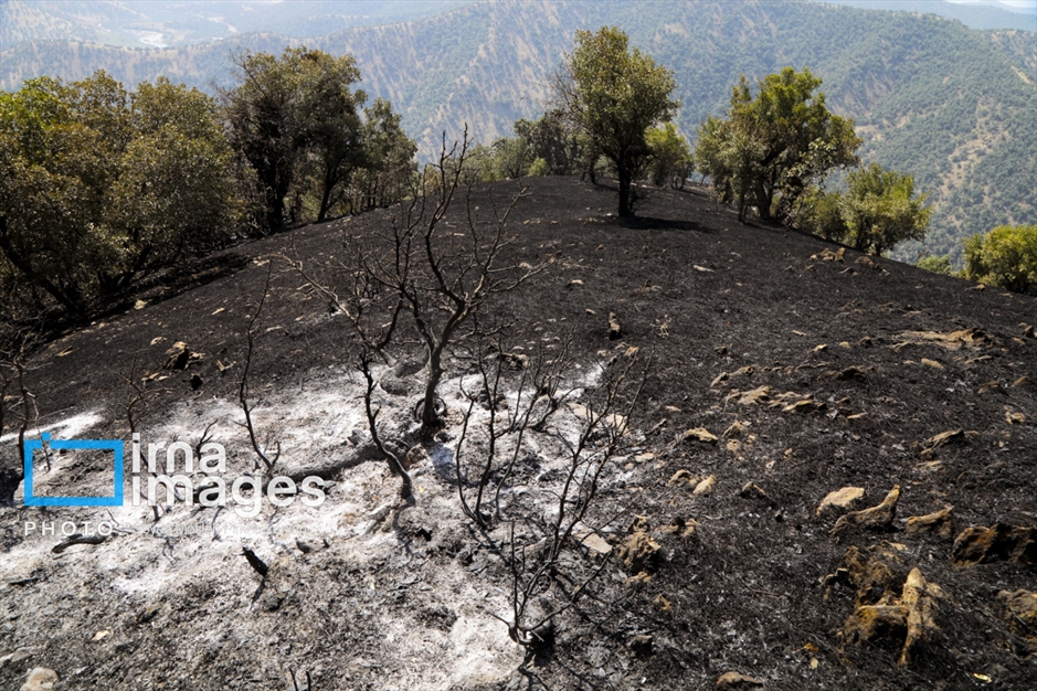 خسارات آتش‌سوزی در جنگل‌های بلوط قامیشله مریوان