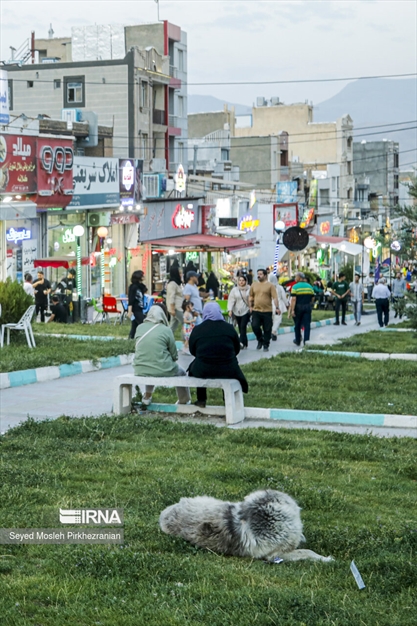 جولان سگ های ولگرد در معابر سنندج