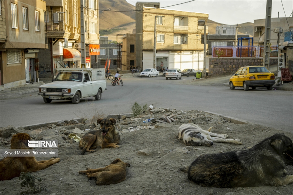 جولان سگ های ولگرد در معابر سنندج