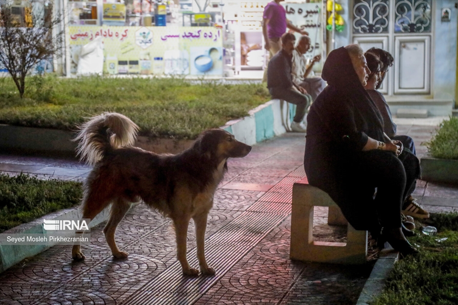 جولان سگ های ولگرد در معابر سنندج