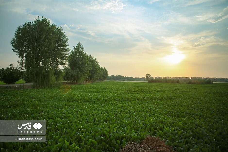 تالاب سنبل آبی آغوزبن بابل