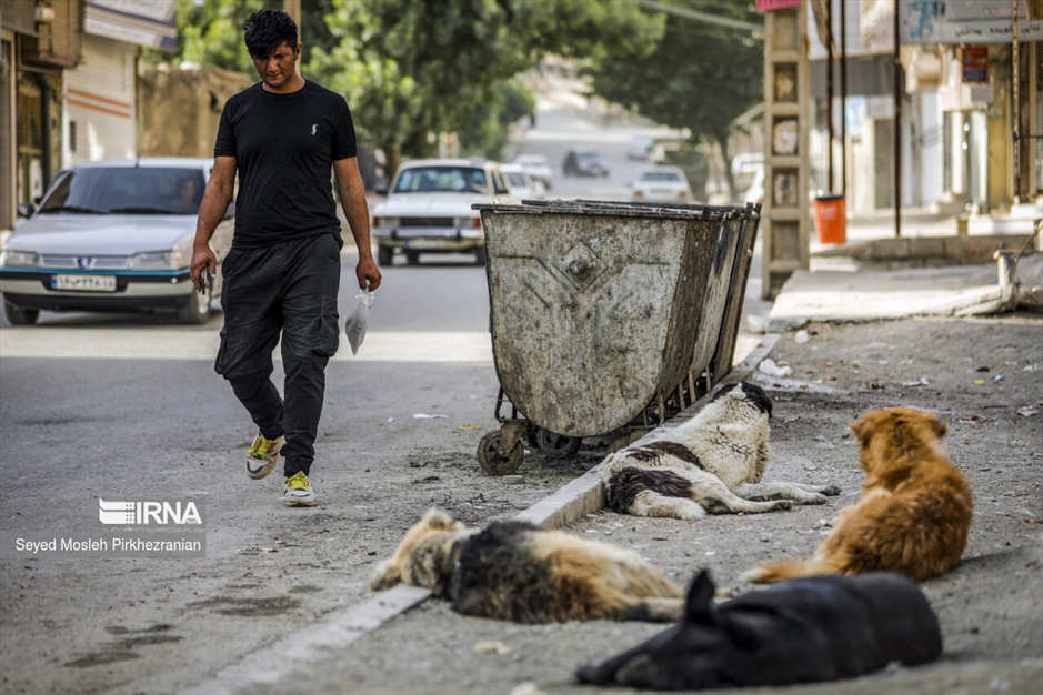 جولان سگ های ولگرد در معابر سنندج