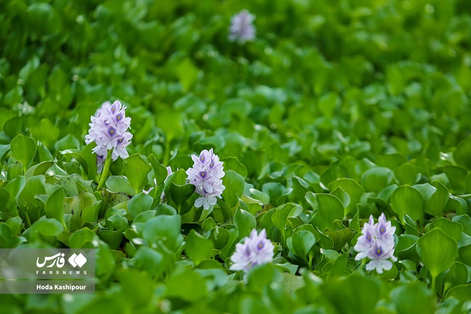 تالاب سنبل آبی آغوزبن بابل