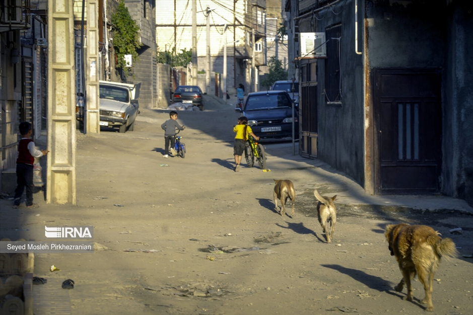 جولان سگ های ولگرد در معابر سنندج