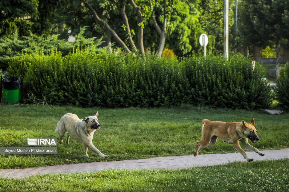 جولان سگ های ولگرد در معابر سنندج