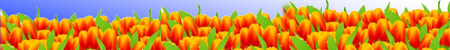 کوچه های میهن