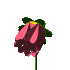 صبح شکفتن(سرود)
