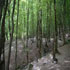 ناہار خوران کا جنگل، خوبصورت نظارہ